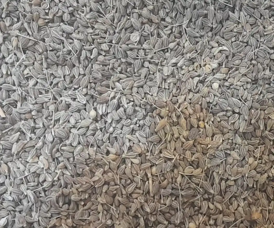Anise seed, the raw material for Egyptian anise oil