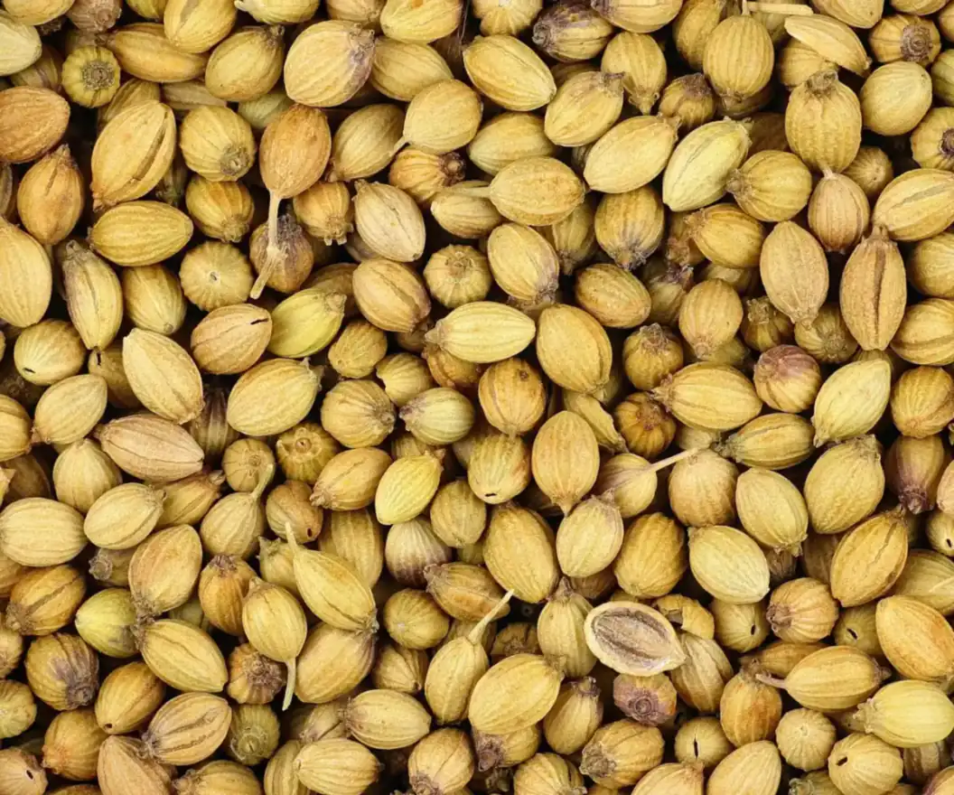 Coriander seed, the raw material for Egyptian coriander seed oil