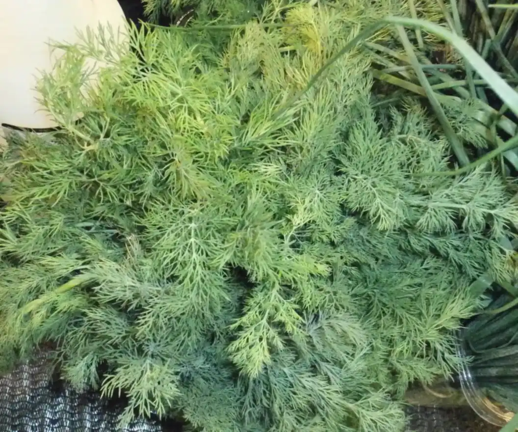 Fresh Egyptian dill bunches