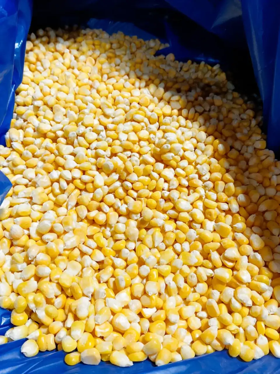 Egyptian frozen sweet corn kernels
