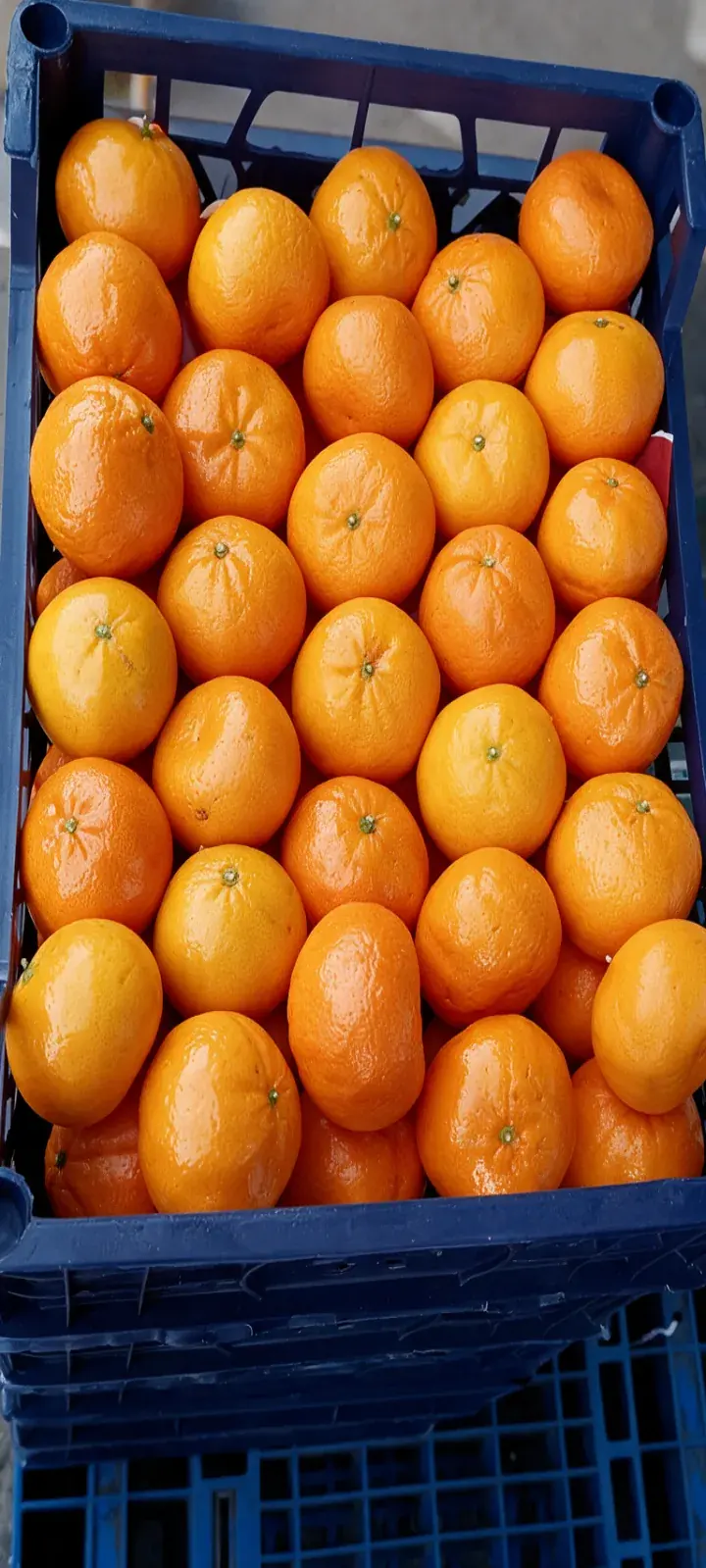 Fresh Egyptian mandarins