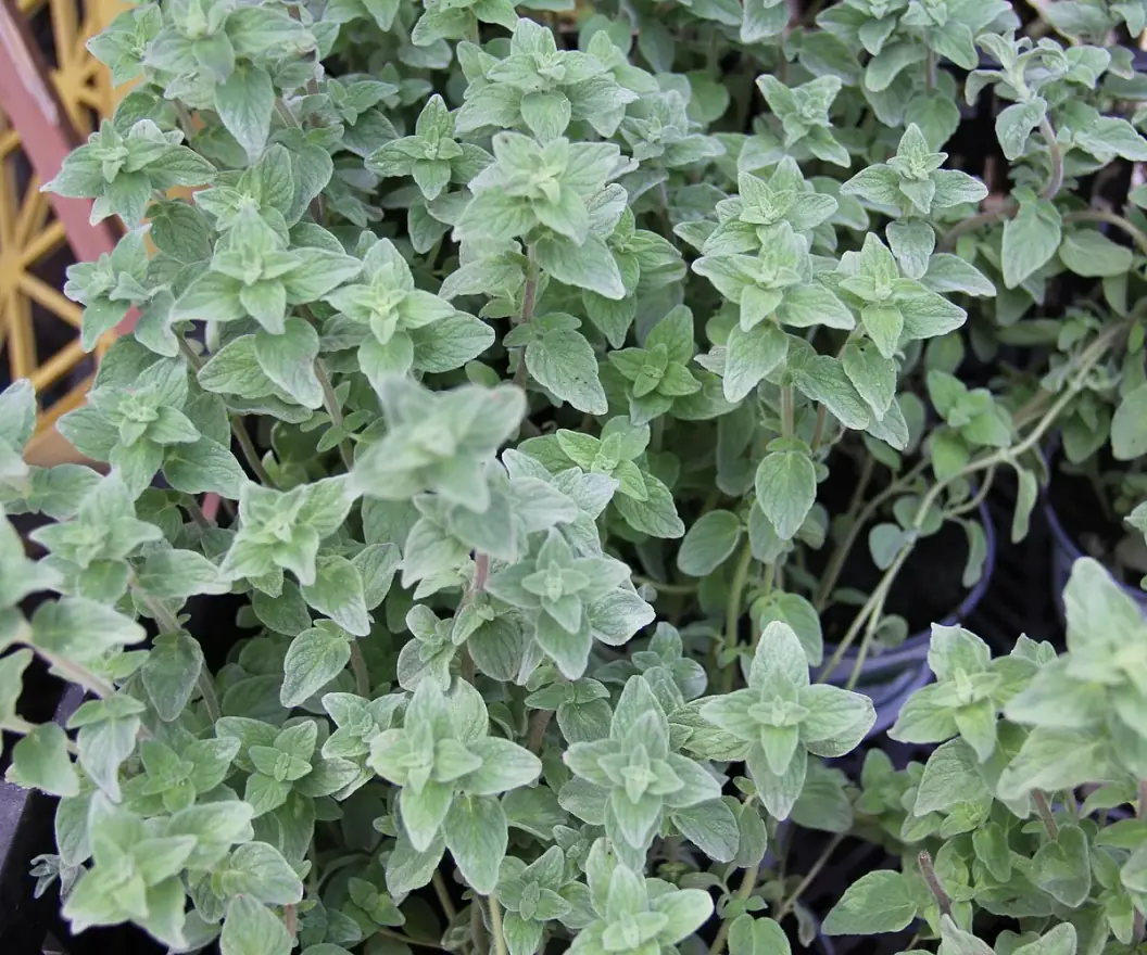 Marjoram plant, the raw material for Egyptian marjoram oil