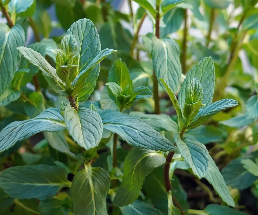 Fresh Egyptian mint bunches