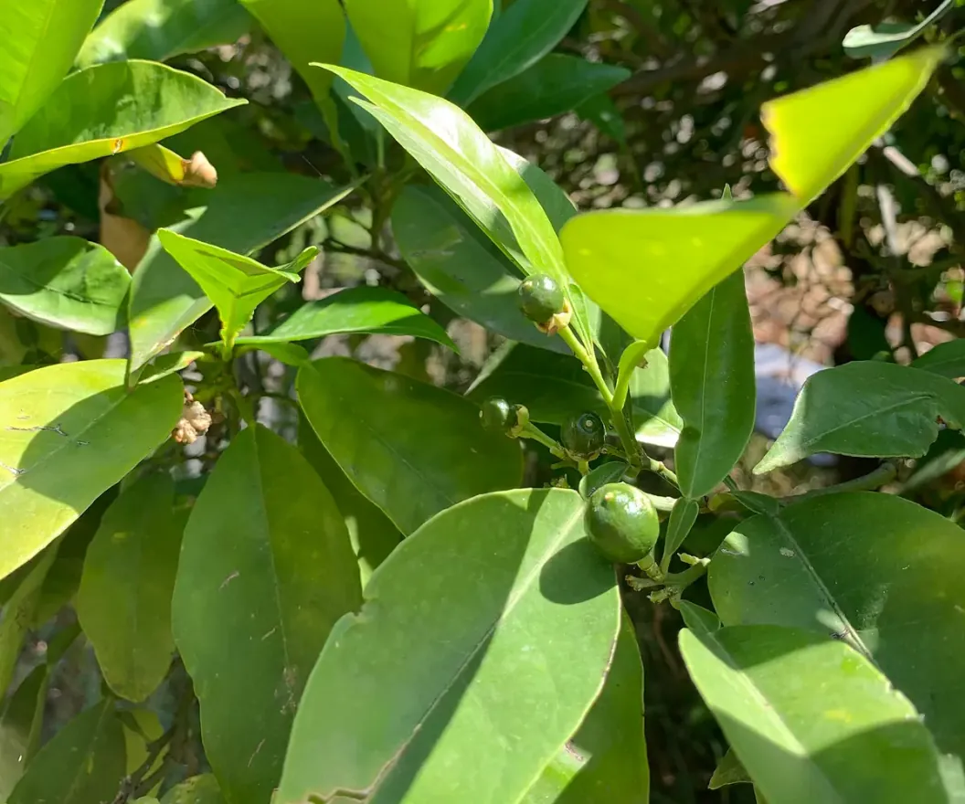 Bitter orange tree leaves, the raw material for Egyptian petitgrain oil
